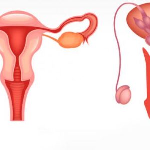 MONOGRAFICO: Aparato reproductor